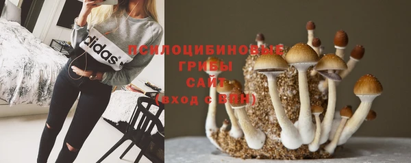 гашик Ельня